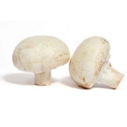 champignon de paris