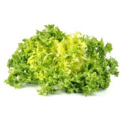 Frisée