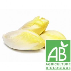 Endive (Bio)